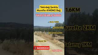 ⛵Full Deniz Manzaralı 🏄 Tekirdağ Şarköy Murefte 4140M2 Bağ 🛣️ Yukarı Kalamış Hududu 💎