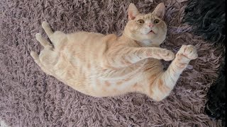 Мой девяти килограммовый пушистик!/ Мой кот🥰🐈/ My nine kilogram fluff♥️ /My cat /#cats