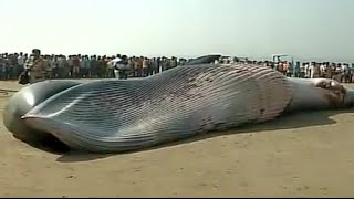 30 feet dead whale washes ashore at Juhu Beach