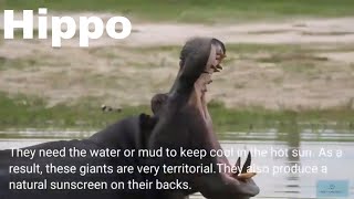 Meet the Hippo