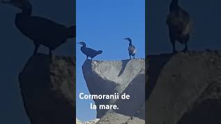 Cormoranii de la mare.