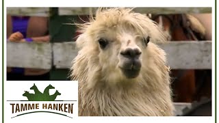 Tamme und die Alpacas in Ecuador | Tamme Hanken | Kabel Eins