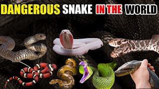 Dangerous Snake In The World  | Info Trend Tv