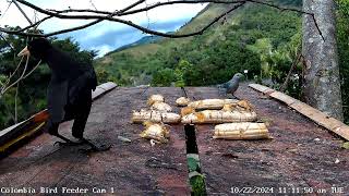 Crested Oropendola on BirdSouls Colombia Bird Feeder 2 10/22/2024