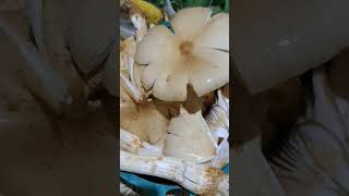 #mushroom #naturesgift