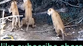 Amazing! Baboon turns the tables On A Leopard Trying To Hunt It - Leopard Die Humiliatingly