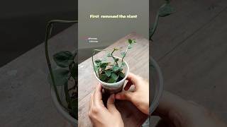 Propagate Indoor Plant - Rhaphidophora Hayi // Houseplant Propagation