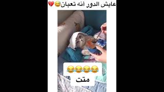 القط عايش دور انو تعبان😂😂😂🐱💔