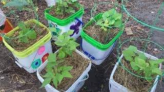 Earth Day garden tour… the good, the bad & the ugly tomatoes 🍅