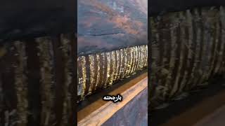 افضل زيت زيتون في العالم