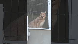 Каракал Вишня знает звук мотоцикла.🏍️❤️🐅 #cat #caracal #kitten #serval #cute #каракал #сервал