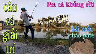 câu cá tra hồ giải trí bằng mồi cháo patê lên toàn cá tra khủng@CuongFising