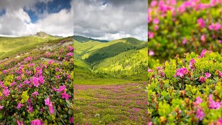 Rhododendron în Munții Bucegi: Bujorii de munte de sub Vf. Tătaru #DeasupraMuntilorRomaniei