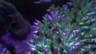 110g reef tank - full tank video - front only