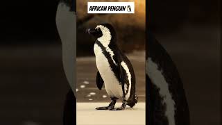 ✨,🐧 AFRICAN PENGUIN ✨🐧   #shorts