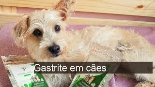 Gastrite em cães