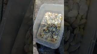 mencari kerang di pantai seru bangets #shorts #pantaikubu