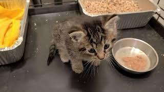 Feral Kitten Tamed In a Day #kitten