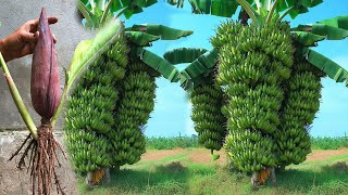 1 New Techniques For Grafting Banana Tree To Make Lots of Fruits / Grow Banana Fruits