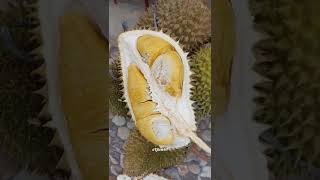 Durian Super Tembaga (ST) Sumsel Punya - 02 Agustus 2022 #shorts