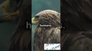 Unbelievable Eagle Facts You Never Knew! 🦅 #Shorts Eagle: Nature's Ultimate Superbird!