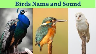 BIRDS Names and Sounds - Learn Bird Species in English