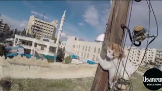 The Syrian Civil Defense rescues a cat stuck on a power pole in # Idlib # Syria How did it get there