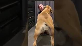 Big Boerboel Body Wiggles #boerboel #shortsfeed #short