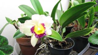 First bloom of "Cattleya" orchird Potinara Lisa Taylor Gallis 'Nora'