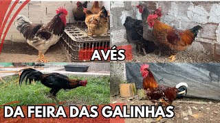 VEJA AS AVÉS DA FEIRA DAS GALINHAS ARAPIRACA-AL #nordeste BASTANTE AVÉS PARA SUA CRIAÇÃO #sertanejo