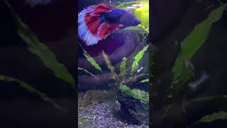 Viral Bettafish Breeding #trending #bettafish