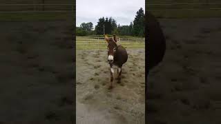 Donkeys Playing In The Arena