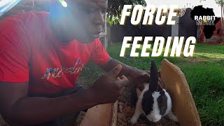 Force Feeding Baby Rabbits