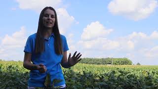 How to Manage Both Soybean Cyst Nematode and Sudden Death Syndrome