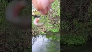 Weirdest Video you will See All Day! #subscribe #fishing #shorts #fish #stream #spring #utah