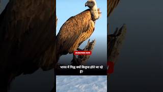 Eagle The King of sky pt1 #reels #shorts whatsapp