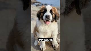 St. Bernard Dog Breed #puppy #pets #dogbreed #animals