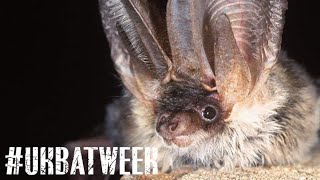 Bat Week: Grey Long-Eared Bats with Alex Collins