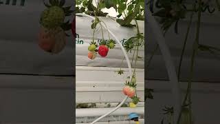 Strawberry 🍓 plant with all stages flower to fruit. #shortvideo #shorts #organicfarming #hydro