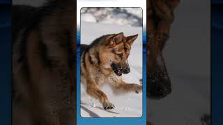 German Shepherd, Breed Spotlight Shorts #GermanShepherd, #CourageousCanines,  #PoliceDogs