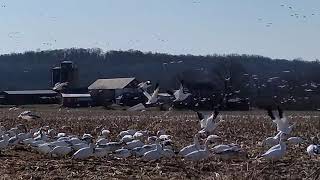 The Snow Geese