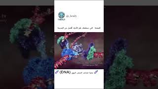 🧬 عملية تضاعف الحمض النووي (DNA) 🧬