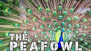 THE #PEACOCK #PEAFOWL LIFESTYLE FAMILY FACTS ABILITY FOOD SCIENTIFIC CLASSIFICATION