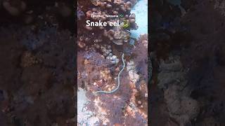 Just a black spotted snake eel snaking around 🐍🤷🏼‍♂️ #diving #travel #shorts