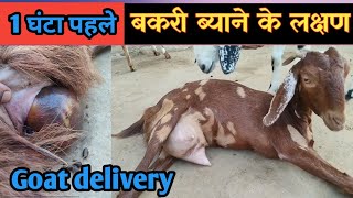 बकरी ब्याने के एक घंटा पहले के लक्षण | Goat Delivery Symptoms |Vimalumrao