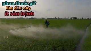 Phun thuốc gì? Để giúp lúa đều cây #16 l Thanhdotv