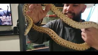 How to handle a angry/defensive non-venomous snake. Odin, my pacific gopher snake.