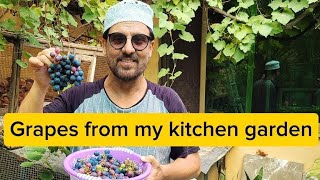 kitchen garden's fresh grapes |jan rambo | sahiba rambo | kitchen garden