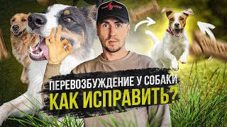 Перевозбуждение у собаки. Как исправить?