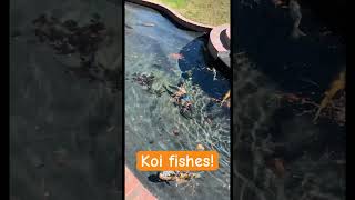 Koi Fish Pond At San Joaquin Delta College In Stockton California #shorts